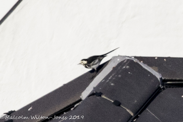 Pied Wagtail