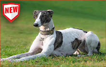 Greyhound HD Wallpapers Dog Theme small promo image