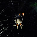 Orb-Weaver Spider