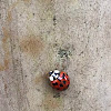 ladybug