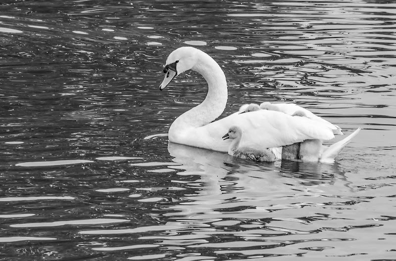 Mamma cigno di Wilmanna