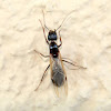 Queen ant