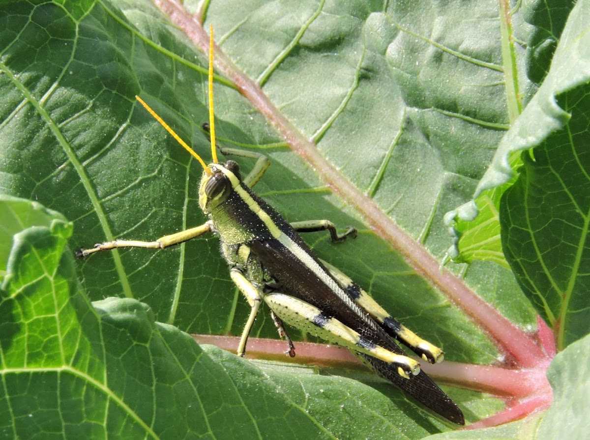 Obscure Bird Grasshopper