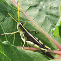 Obscure Bird Grasshopper