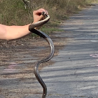 eastern rat snake