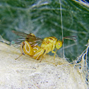 Chalcid wasp