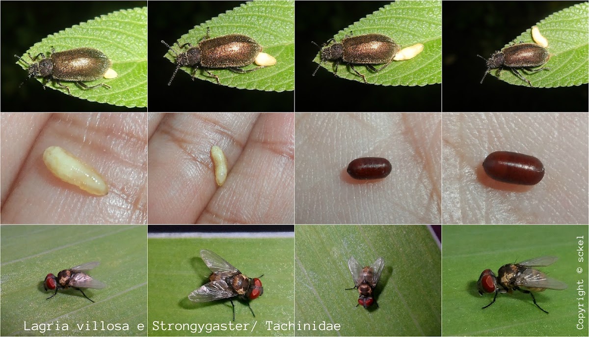 Strongygaster larvae Cycle