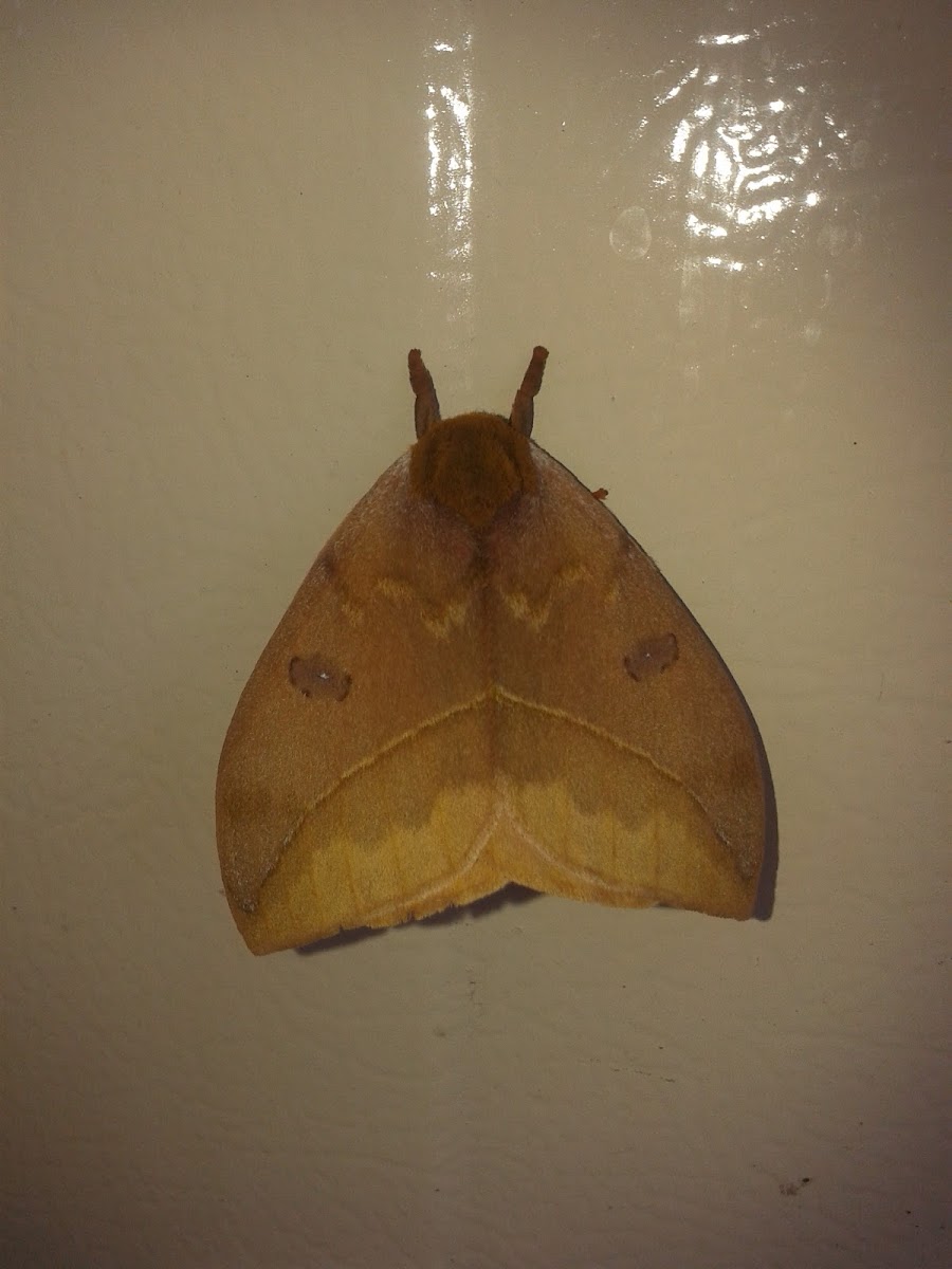 Saturnid Moth