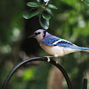 blue jay