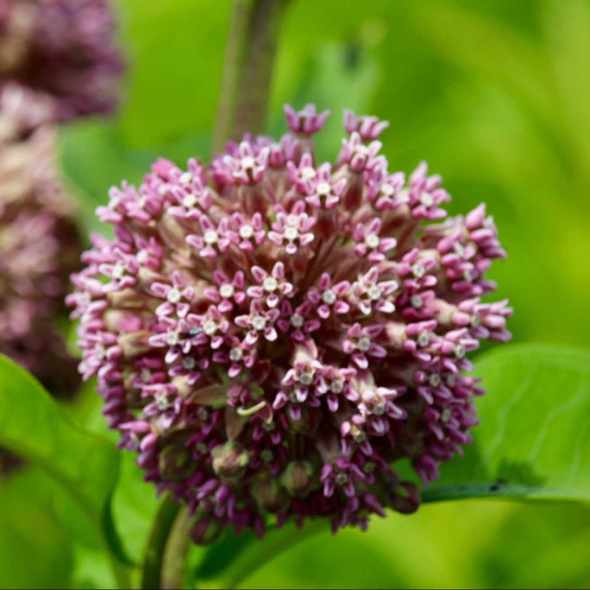 Common Milkweed