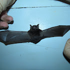 Common Vampire Bat