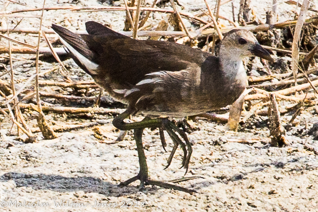 Moorhen; Polla de Agua