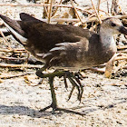 Moorhen; Polla de Agua