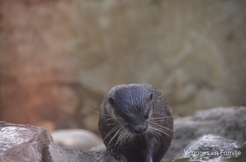 loutre