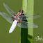 Broad-bodied Chaser / Darter