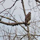 Buzzard