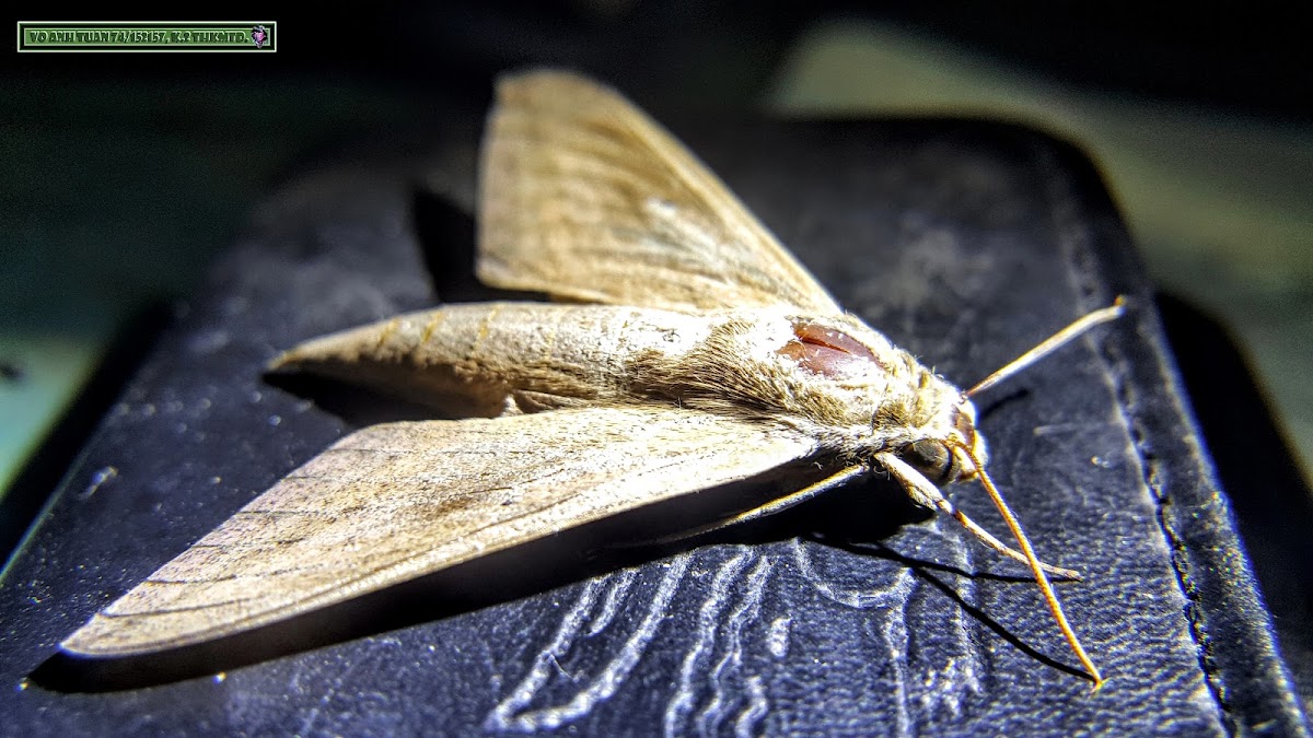 Pale Brown Hawkmoth