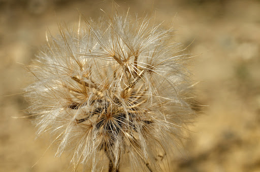 Scorzonera humilis