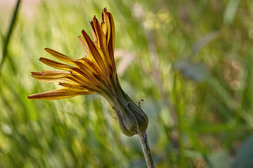 Scorzonera humilis