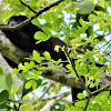 Howler Monkey