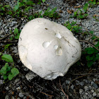 Giant Puffball