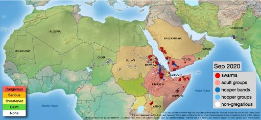 Desert locust update. Insects could fly or be blown from Ethiopia, Somalia and Yemen to Northern Kenya.