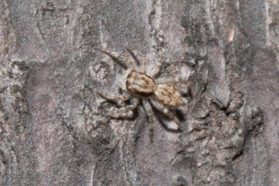 Gray Wall Jumper