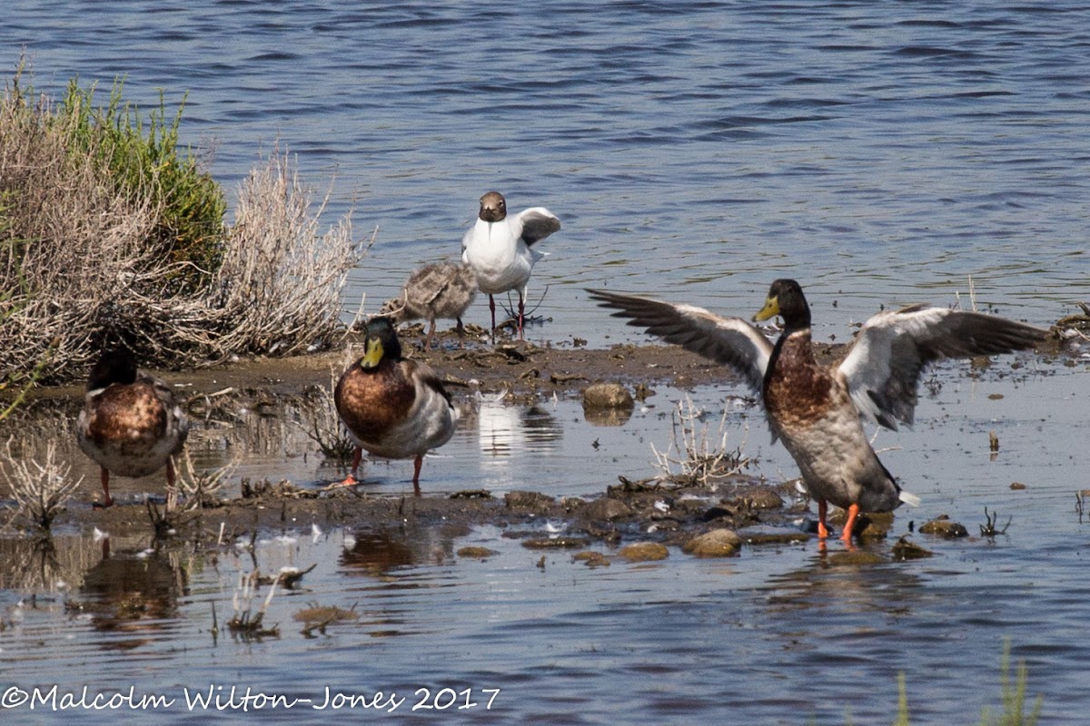 Mallard; Anade Real