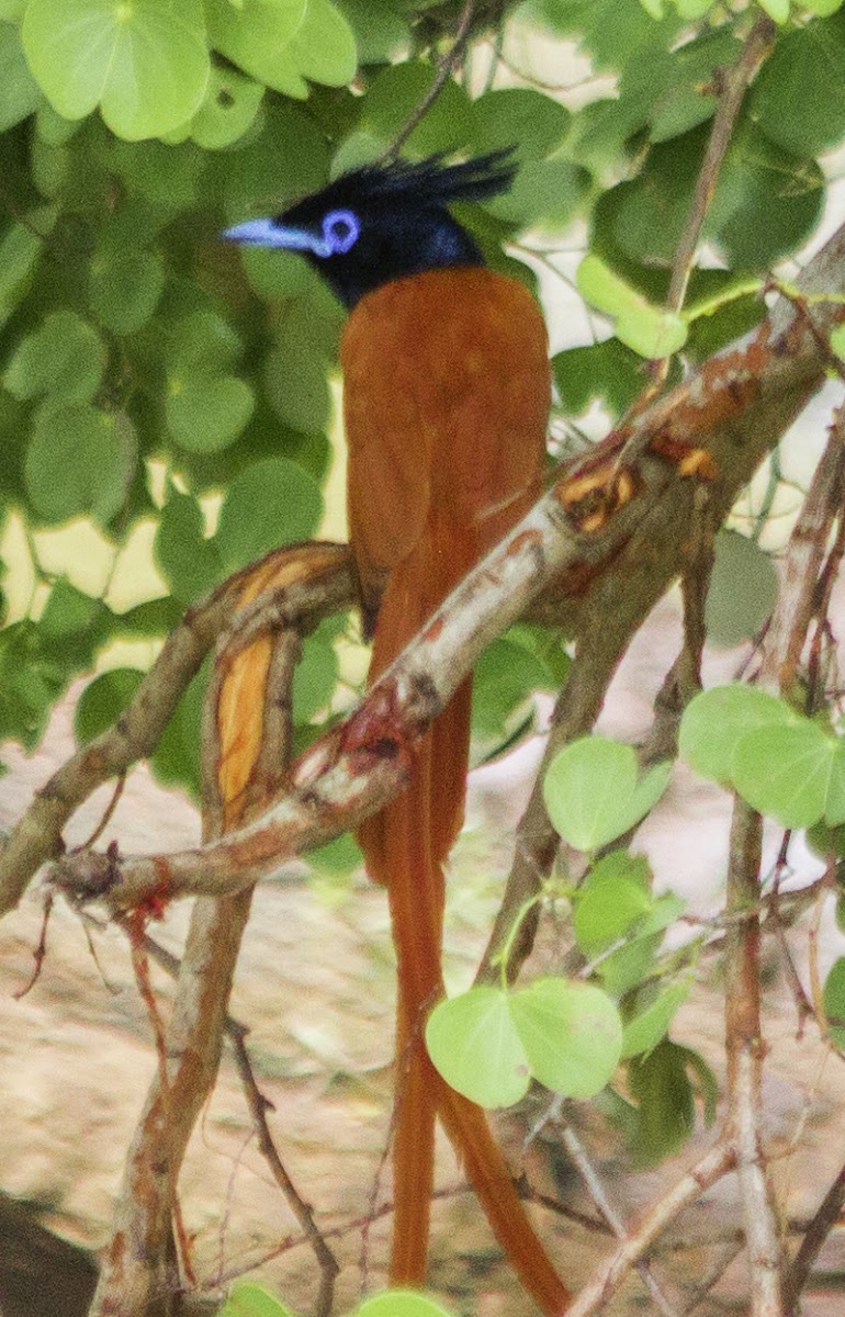 Ceylon Paradise Flycatcher, Asian Paradise Flycatcher (male)