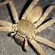 Huntsman spider