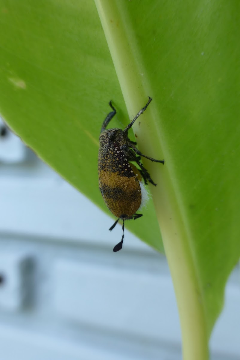 Inverted or Beetle Planthopper