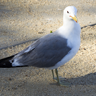 California Gull