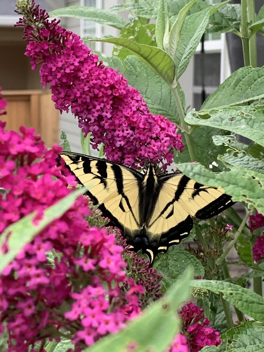 Swallowtail Butterfly