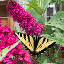 Swallowtail Butterfly