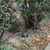 Eastern gray squirrel