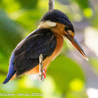 Kingfisher