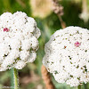 Wild Carrot