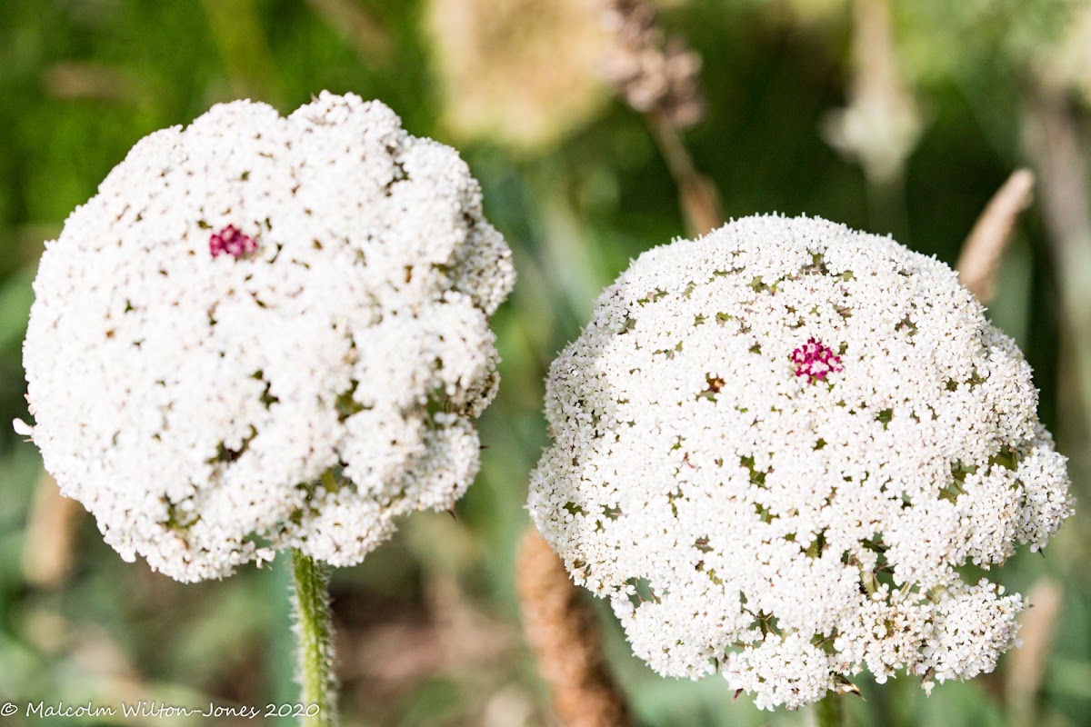 Wild Carrot