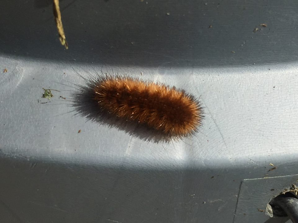 Lined Tiger Moth larva