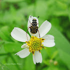 Flower Beetle