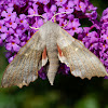 Poplar Hawk Moth