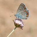 Common Blue?