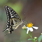 Asian SwallowTail