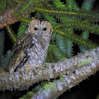 Rusty-barred Owl