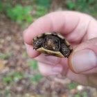 Eastern Box Turtle