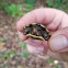 Eastern Box Turtle