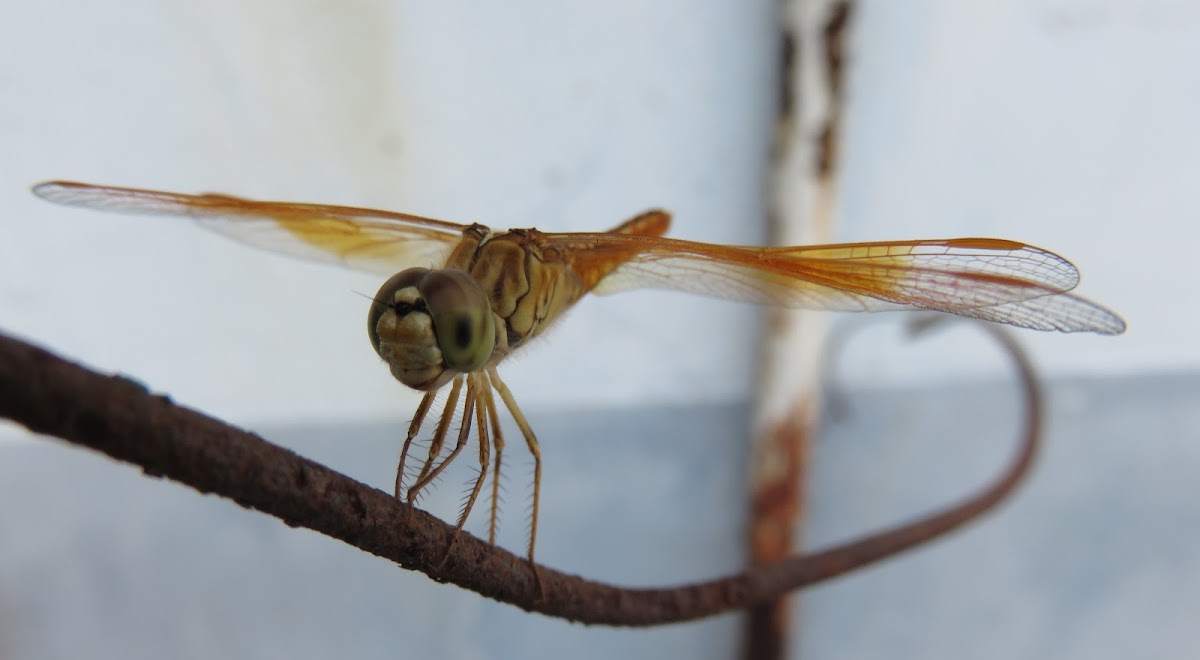 Ditch Jewel Dragonfly