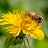 Abeja