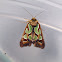 Green Blotched Moth