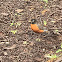 American Robin